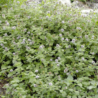 Plantes Vivaces MENTHA aquatica - Menthe aquatique en vente - Pépinière Lepage .