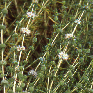 Plantes Vivaces MENTHA cervina 'Alba' - Menthe en vente - Menthe des cerfs en vente - Pépinière Lepage .