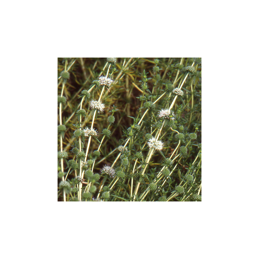 Plantes Vivaces MENTHA cervina 'Alba' - Menthe en vente - Menthe des cerfs en vente - Pépinière Lepage .