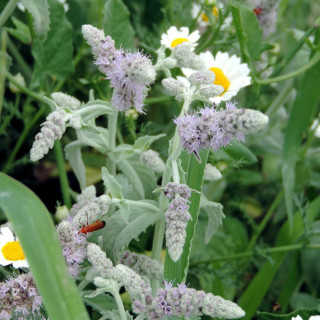 Plantes Vivaces MENTHA longifolia 'Buddleia' - Menthe en vente - Pépinière Lepage .