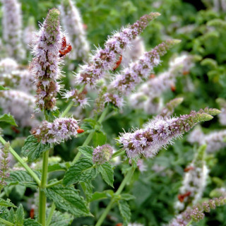 Plantes Vivaces MENTHA piperita - Menthe en vente - Menthe poivrée en vente - Pépinière Lepage .