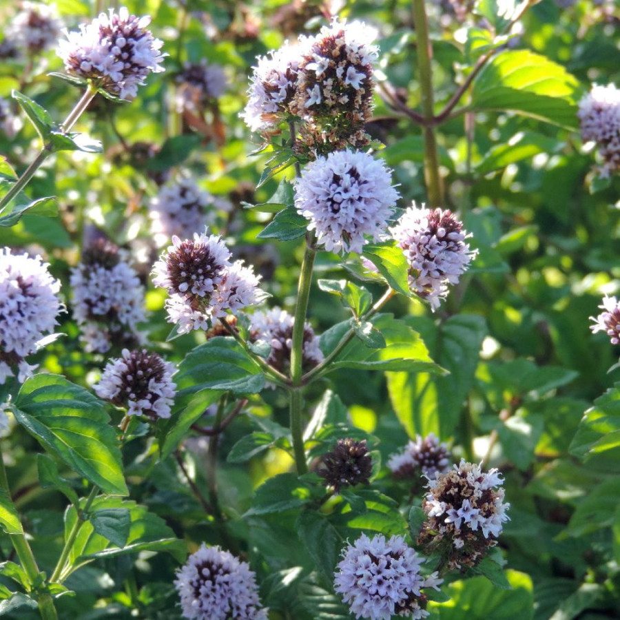 Plantes Vivaces MENTHA piperita 'Citrata' - Menthe en vente - Menthe Eau de Cologne en vente - Pépinière Lepage .