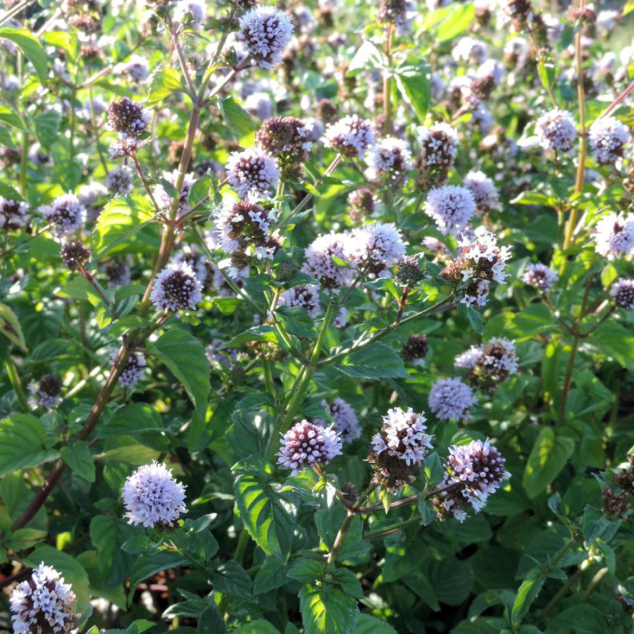 Plantes Vivaces MENTHA piperita 'Citrata' - Menthe en vente - Menthe Eau de Cologne en vente - Pépinière Lepage .