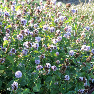 Plantes Vivaces MENTHA piperita 'Citrata' - Menthe en vente - Menthe Eau de Cologne en vente - Pépinière Lepage .