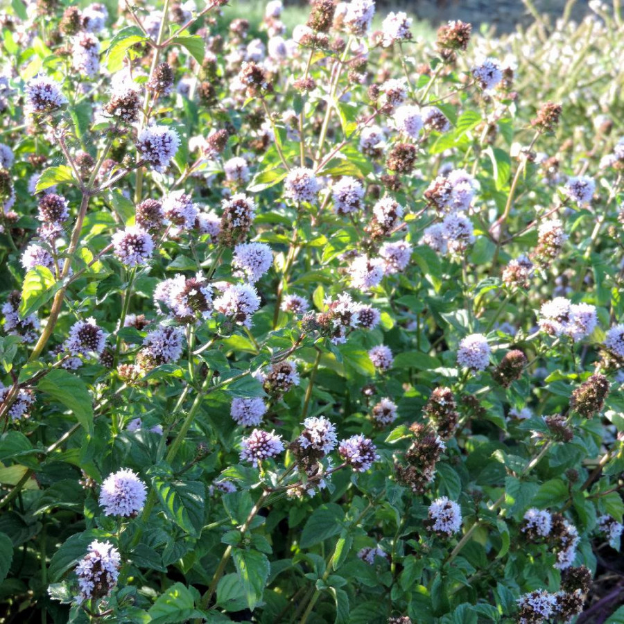 Plantes Vivaces MENTHA piperita 'Citrata' - Menthe en vente - Menthe Eau de Cologne en vente - Pépinière Lepage .