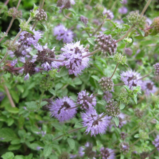 Plantes Vivaces MENTHA pulegium en vente - Pépinière Lepage .