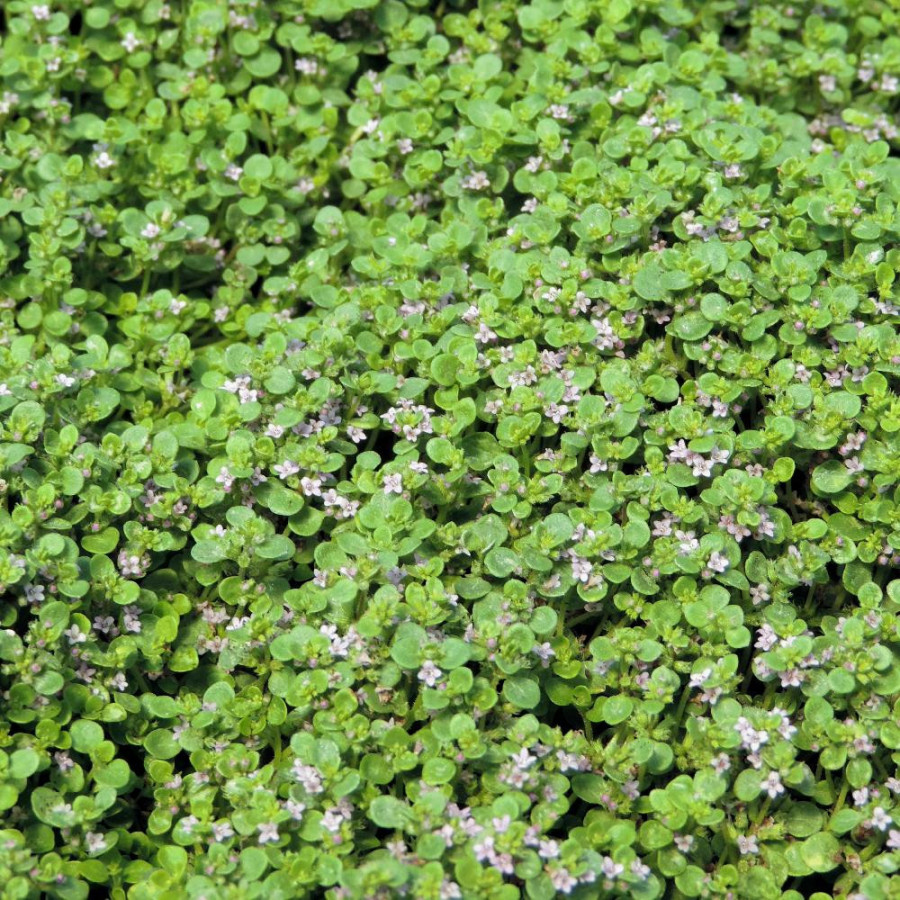 Plantes Vivaces MENTHA requienii - Menthe en vente - Menthe de Corse en vente - Pépinière Lepage .
