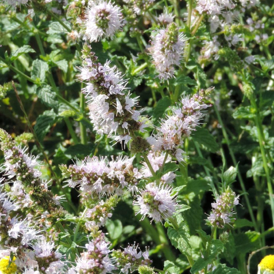 Plantes Vivaces MENTHA spicata (viridis) - Menthe verte en vente - Pépinière Lepage .