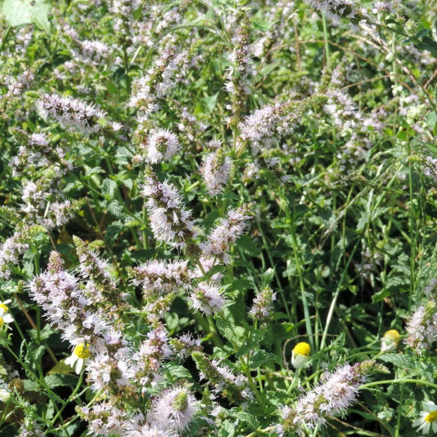 Plantes Vivaces MENTHA spicata (viridis) - Menthe verte en vente - Pépinière Lepage .