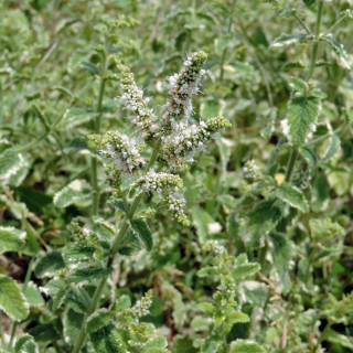 Plantes Vivaces MENTHA suaveolens 'Variegata' - Menthe douce en vente - Pépinière Lepage .