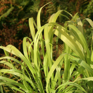 Plantes Vivaces MILIUM effusum 'Aureum' - Millet étalé en vente - Pépinière Lepage .