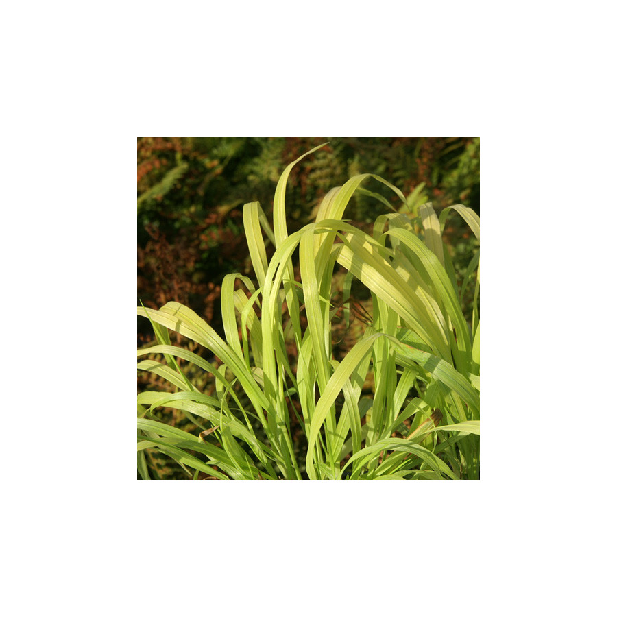Plantes Vivaces MILIUM effusum 'Aureum' - Millet étalé en vente - Pépinière Lepage .
