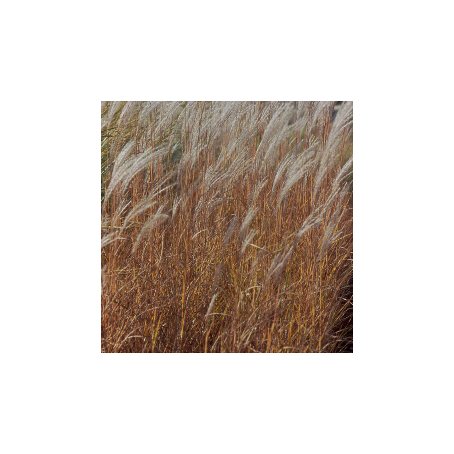 Plantes Vivaces MISCANTHUS 'Purpurascens'  - Eulalie en vente - Roseau de Chine en vente - Pépinière Lepage .