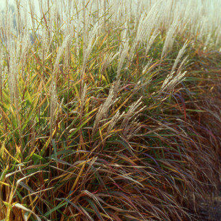 Plantes Vivaces MISCANTHUS 'Purpurascens'  - Eulalie en vente - Roseau de Chine en vente - Pépinière Lepage .