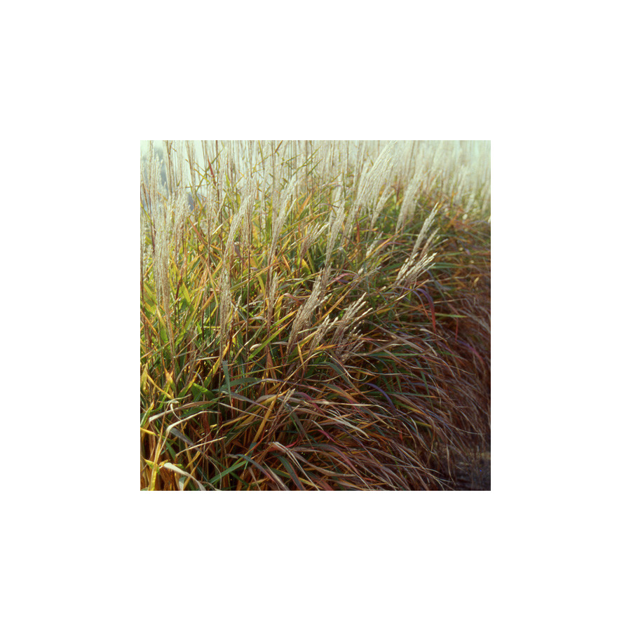 Plantes Vivaces MISCANTHUS 'Purpurascens'  - Eulalie en vente - Roseau de Chine en vente - Pépinière Lepage .