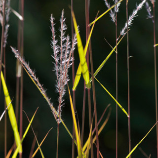 Plantes Vivaces MISCANTHUS 'Purpurascens'  - Eulalie en vente - Roseau de Chine en vente - Pépinière Lepage .