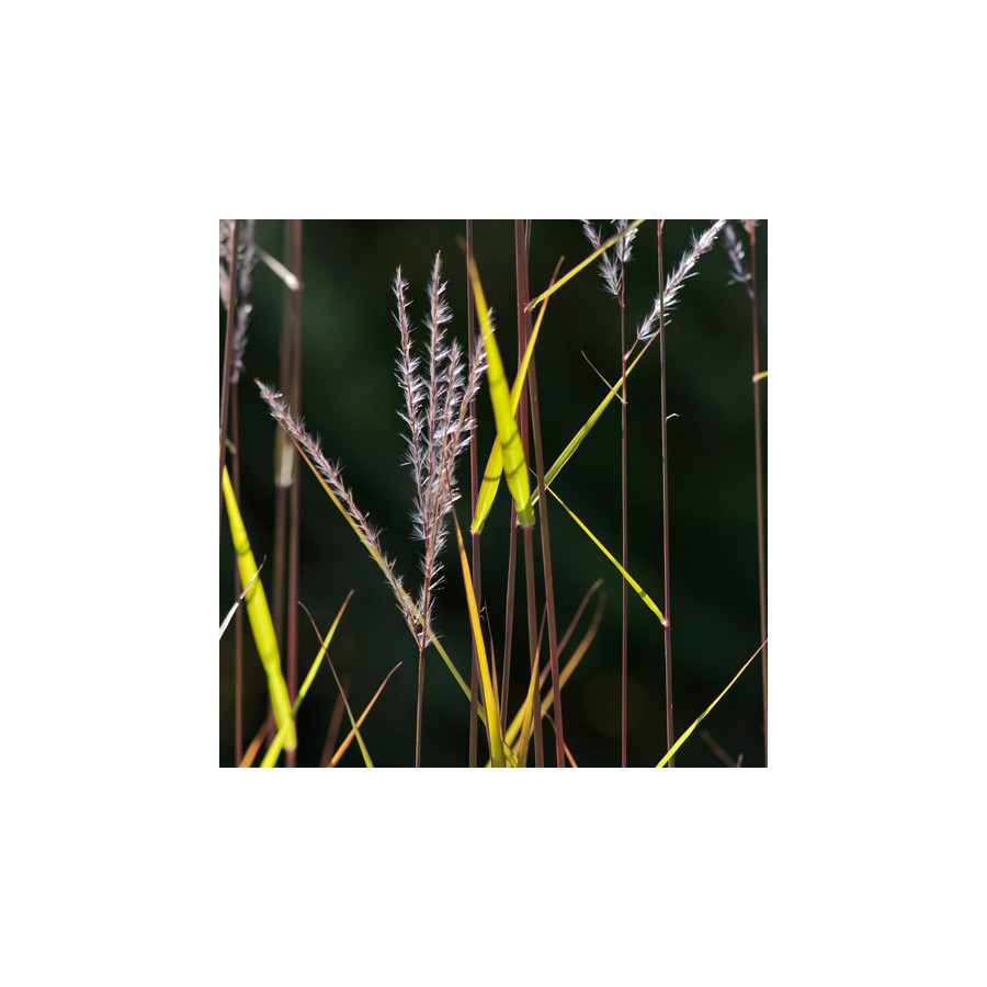Plantes Vivaces MISCANTHUS 'Purpurascens'  - Eulalie en vente - Roseau de Chine en vente - Pépinière Lepage .
