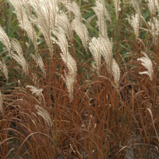 Plantes Vivaces MISCANTHUS sinensis 'Adagio' - Eulalie en vente - Roseau de Chine en vente - Pépinière Lepage .