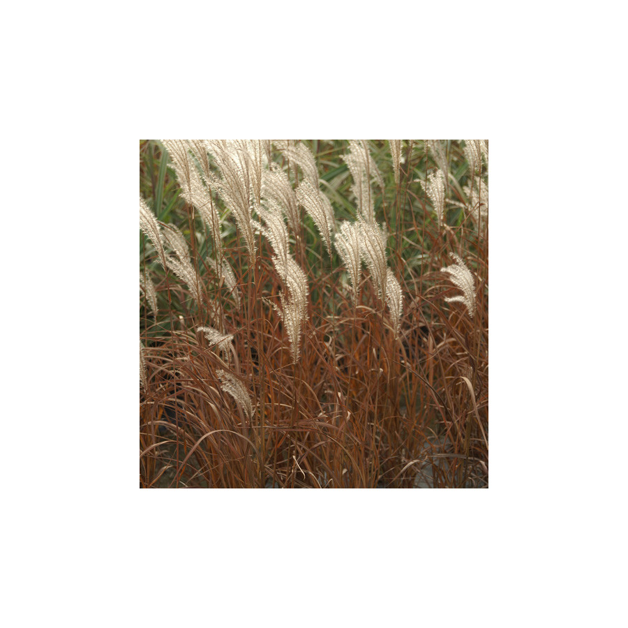 Plantes Vivaces MISCANTHUS sinensis 'Adagio' - Eulalie en vente - Roseau de Chine en vente - Pépinière Lepage .