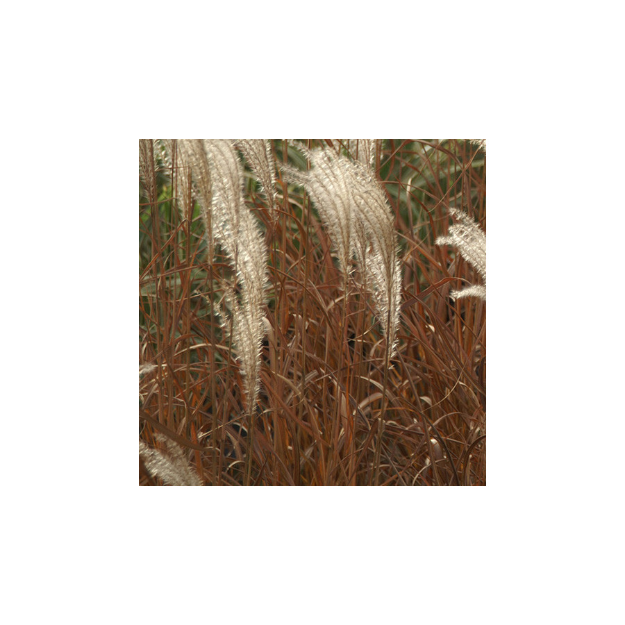 Plantes Vivaces MISCANTHUS sinensis 'Adagio' - Eulalie en vente - Roseau de Chine en vente - Pépinière Lepage .