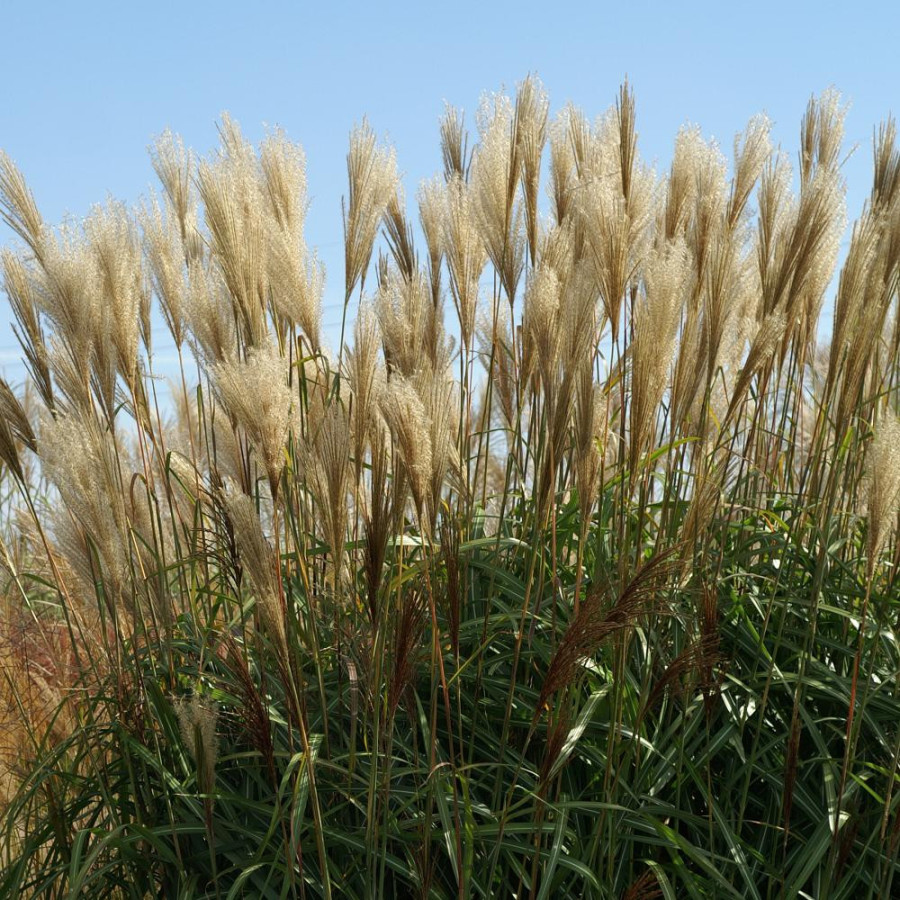 Plantes Vivaces MISCANTHUS sinensis 'Berlin' - Eulalie en vente - Roseau de Chine en vente - Pépinière Lepage .