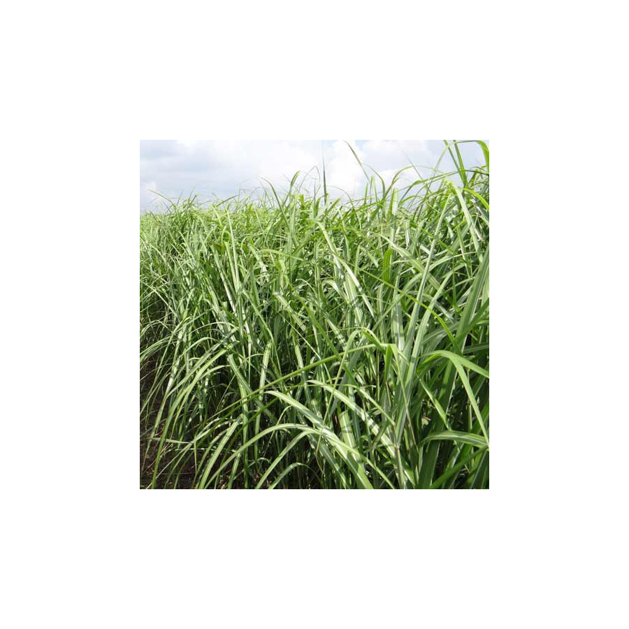 Plantes Vivaces MISCANTHUS sinensis 'Berlin' - Eulalie en vente - Roseau de Chine en vente - Pépinière Lepage .