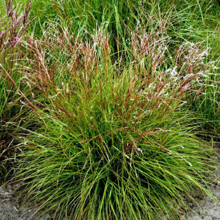 MISCANTHUS sinensis 'Cute One'