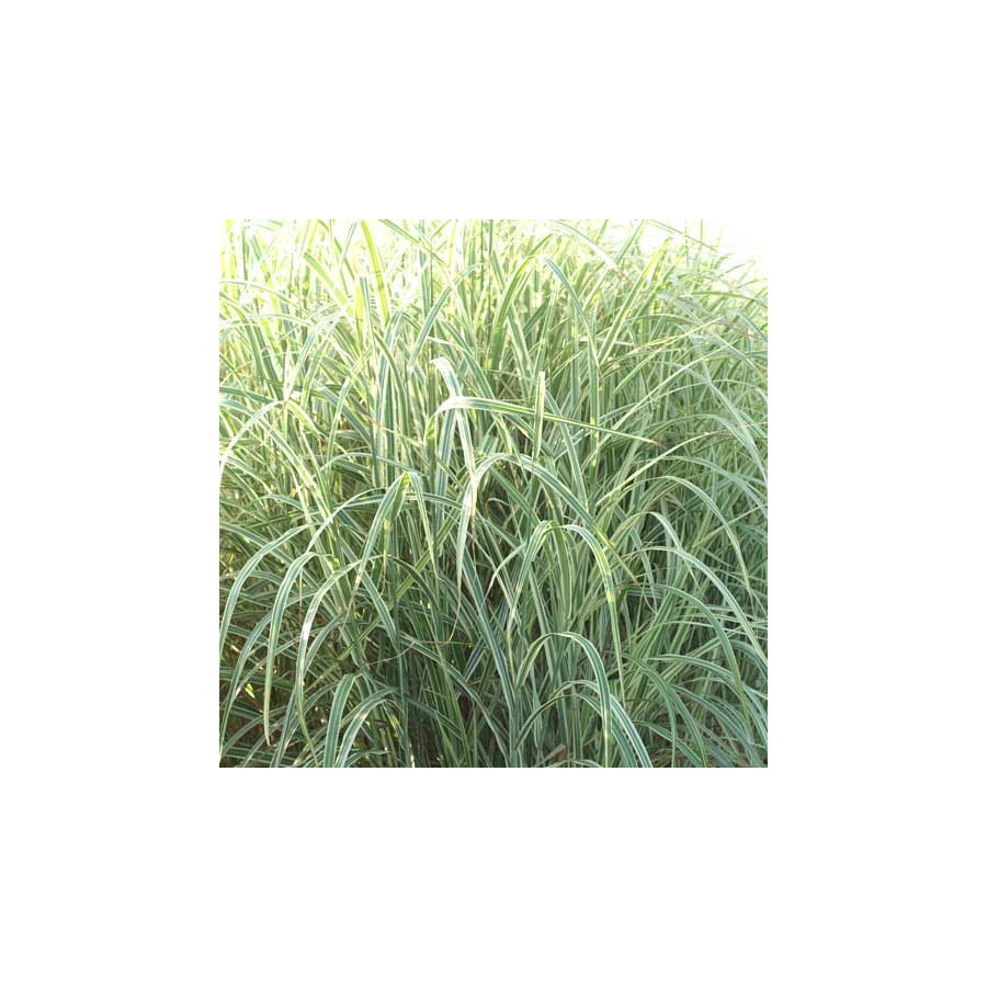 Plantes Vivaces MISCANTHUS sinensis 'Dixieland' - Eulalie en vente - Roseau de Chine en vente - Pépinière Lepage .