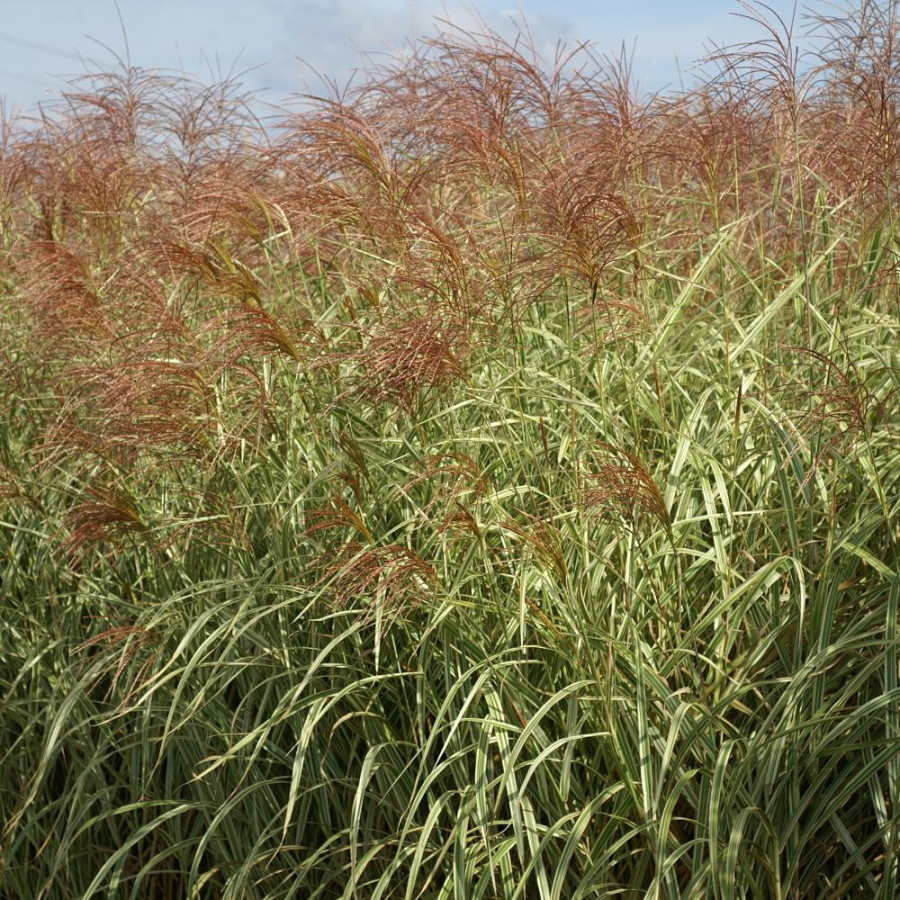 Plantes Vivaces MISCANTHUS sinensis 'Dixieland' - Eulalie en vente - Roseau de Chine en vente - Pépinière Lepage .