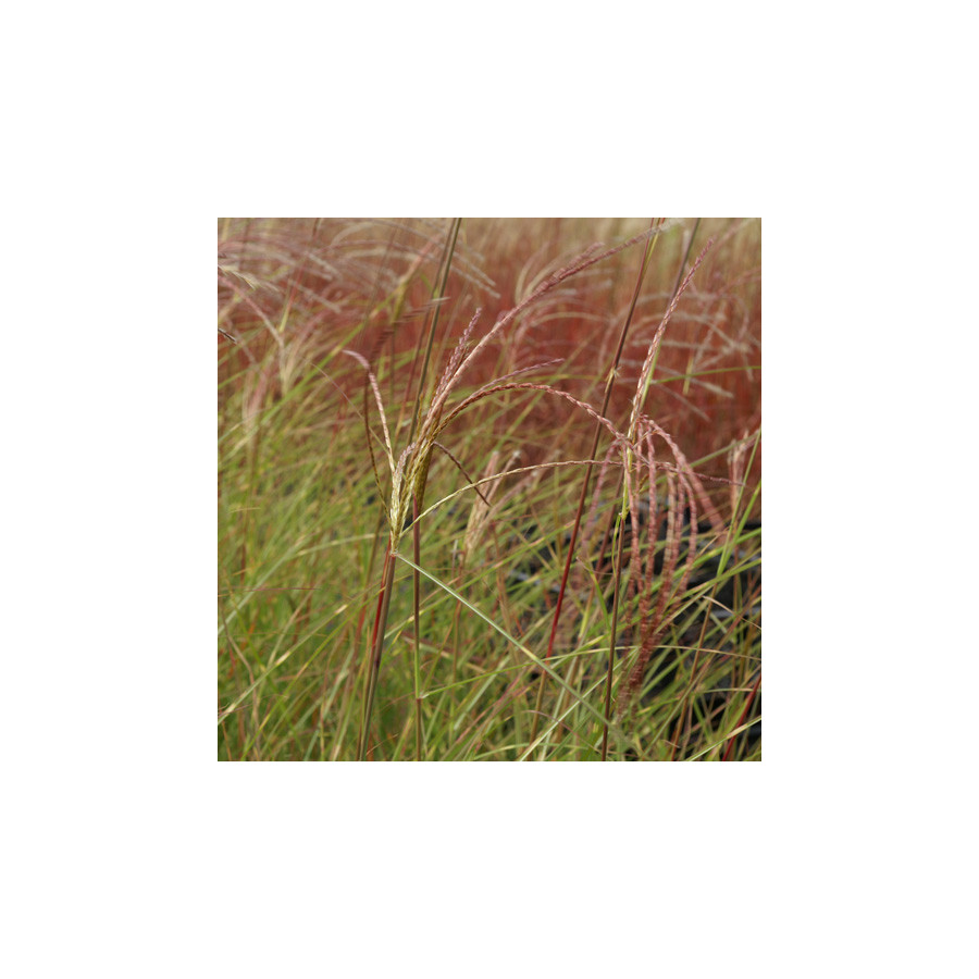 Plantes Vivaces MISCANTHUS sinensis 'Etincelle' - Eulalie en vente - Roseau de Chine en vente - Pépinière Lepage .