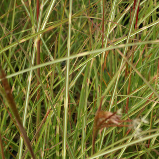 Plantes Vivaces MISCANTHUS sinensis 'Etincelle' - Eulalie en vente - Roseau de Chine en vente - Pépinière Lepage .