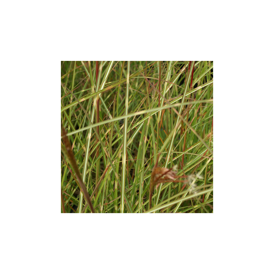 Plantes Vivaces MISCANTHUS sinensis 'Etincelle' - Eulalie en vente - Roseau de Chine en vente - Pépinière Lepage .