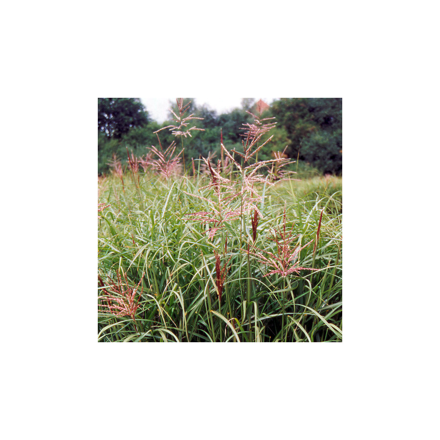 Plantes Vivaces MISCANTHUS sinensis 'Ferner Osten' - Eulalie en vente - Roseau de Chine en vente - Pépinière Lepage .