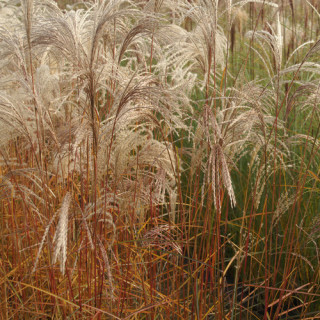 Plantes Vivaces MISCANTHUS sinensis 'Flamingo' - Eulalie en vente - Roseau de Chine en vente - Pépinière Lepage .
