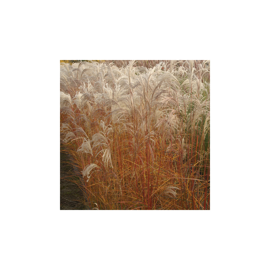 Plantes Vivaces MISCANTHUS sinensis 'Flamingo' - Eulalie en vente - Roseau de Chine en vente - Pépinière Lepage .