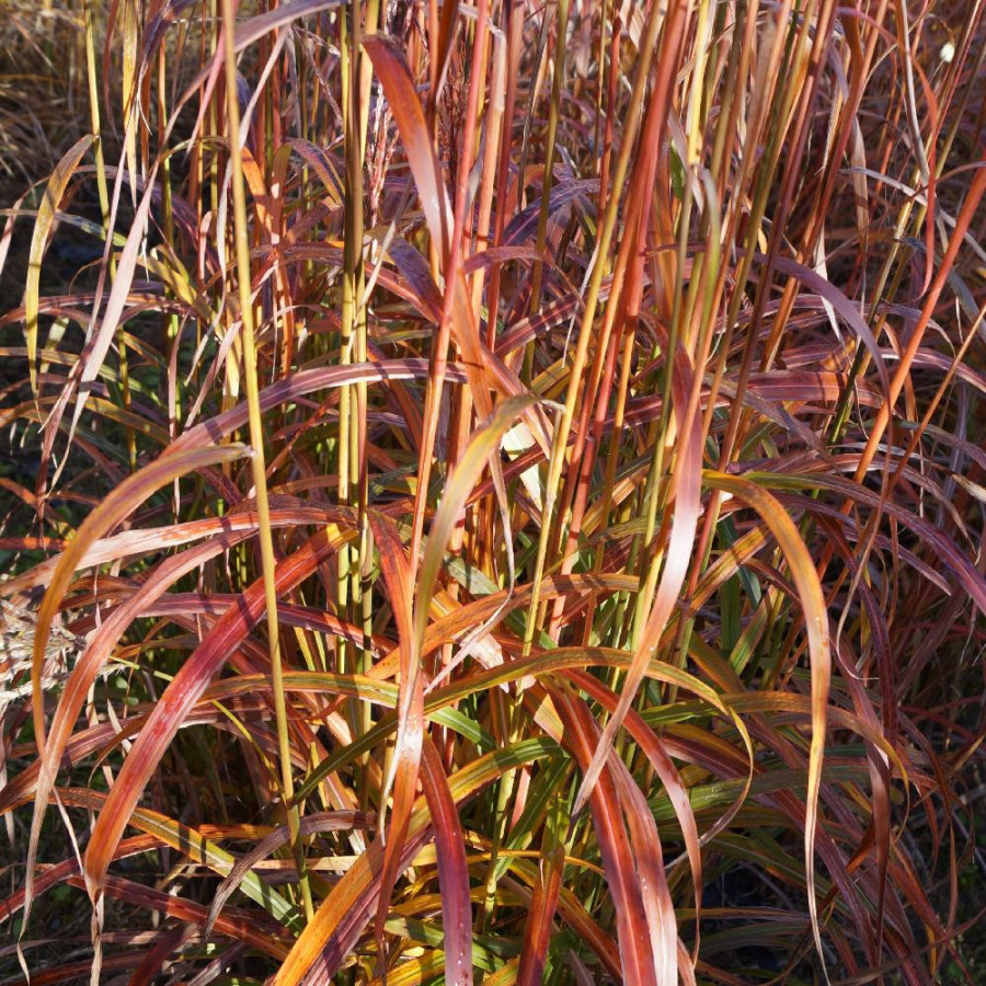 Plantes Vivaces MISCANTHUS sinensis 'Ghana' - Eulalie en vente - Roseau de Chine en vente - Pépinière Lepage .