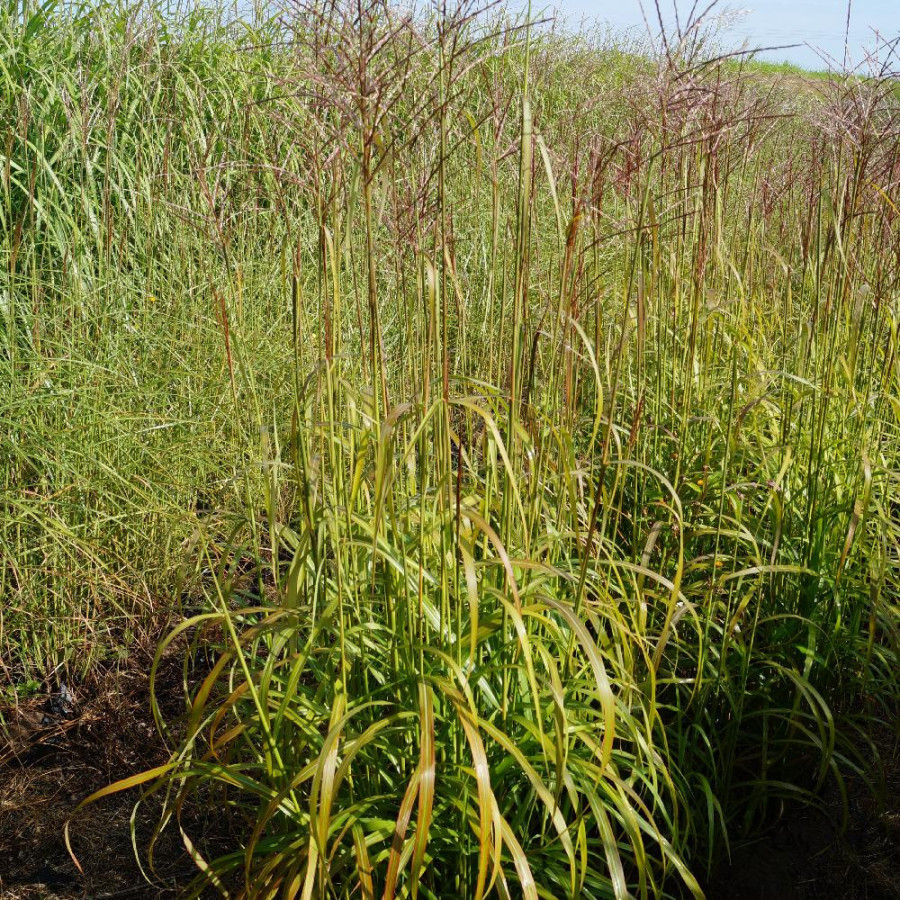 Plantes Vivaces MISCANTHUS sinensis 'Ghana' - Eulalie en vente - Roseau de Chine en vente - Pépinière Lepage .