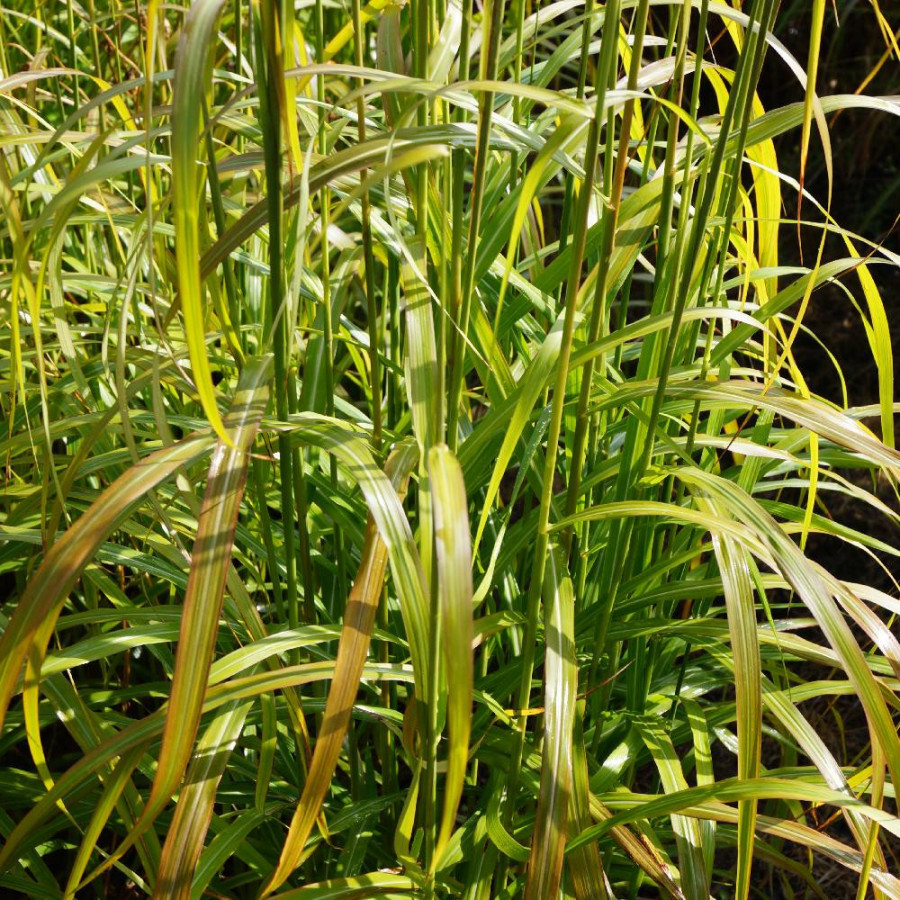 Plantes Vivaces MISCANTHUS sinensis 'Ghana' - Eulalie en vente - Roseau de Chine en vente - Pépinière Lepage .