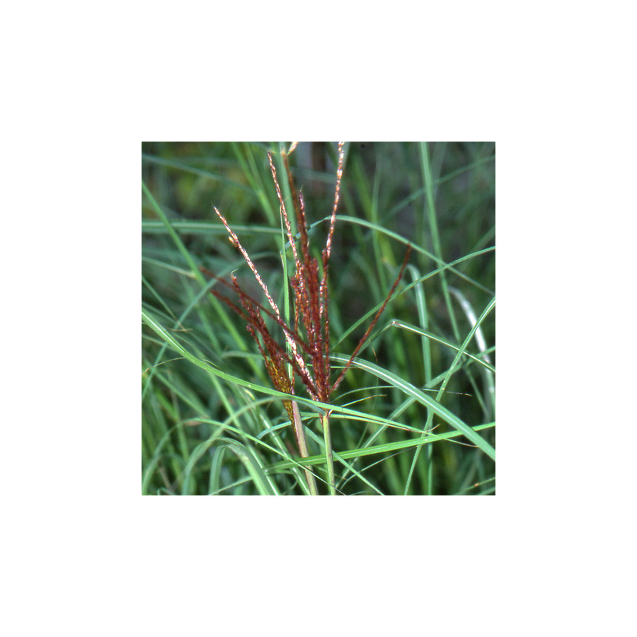 Plantes Vivaces MISCANTHUS sinensis 'Kleine Silberspinne' - Eulalie en vente - Roseau de Chine en vente - Pépinière Lepage .