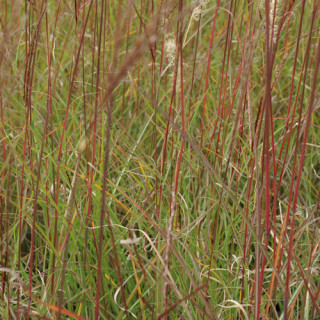 Plantes Vivaces MISCANTHUS sinensis 'Kleine Silberspinne' - Eulalie en vente - Roseau de Chine en vente - Pépinière Lepage .