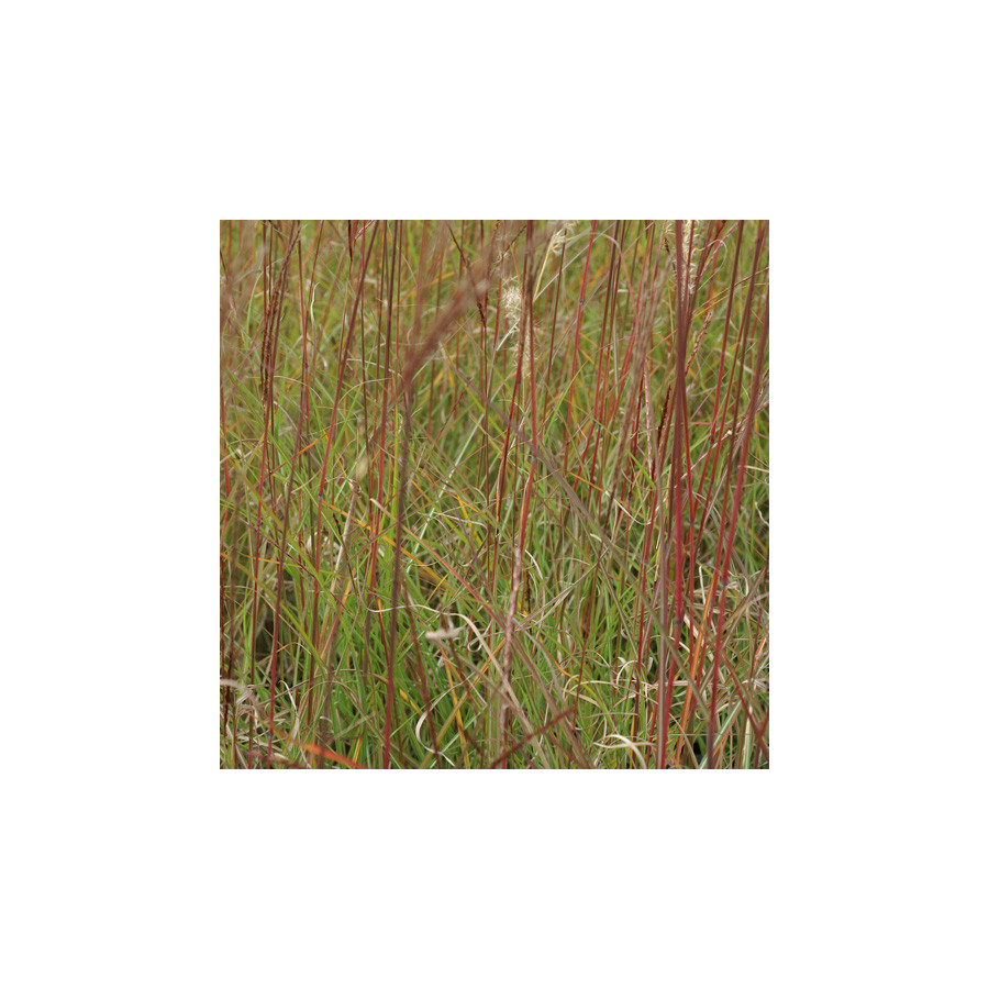 Plantes Vivaces MISCANTHUS sinensis 'Kleine Silberspinne' - Eulalie en vente - Roseau de Chine en vente - Pépinière Lepage .