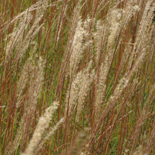 Plantes Vivaces MISCANTHUS sinensis 'Kleine Silberspinne' - Eulalie en vente - Roseau de Chine en vente - Pépinière Lepage .