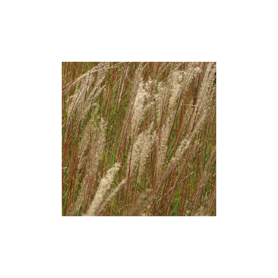 Plantes Vivaces MISCANTHUS sinensis 'Kleine Silberspinne' - Eulalie en vente - Roseau de Chine en vente - Pépinière Lepage .