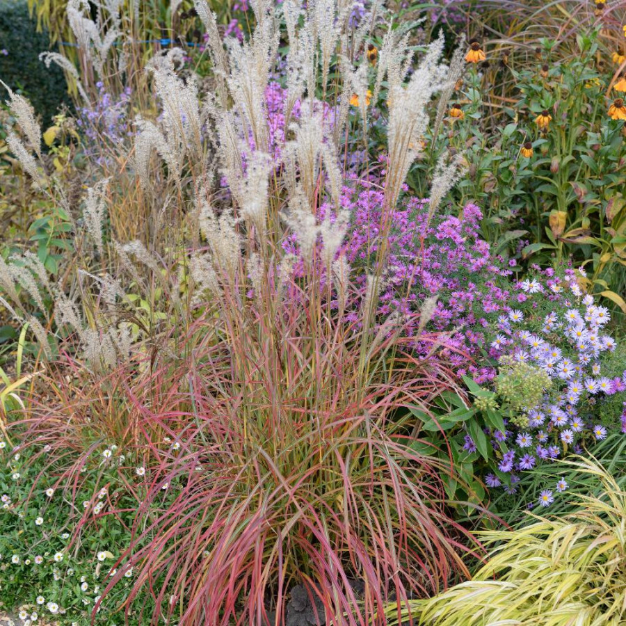 Plantes Vivaces MISCANTHUS sinensis 'Little Miss' ® - Eulalie en vente - Roseau de Chine en vente - Pépinière Lepage .