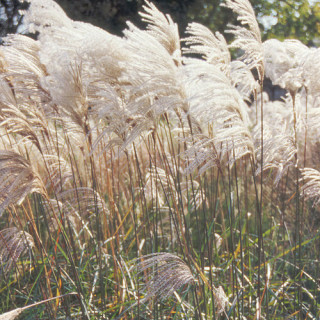 Plantes Vivaces MISCANTHUS sinensis 'Malepartus' - Eulalie en vente - Roseau de Chine en vente - Pépinière Lepage .