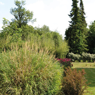 MISCANTHUS sinensis 'Miscanvert' ®