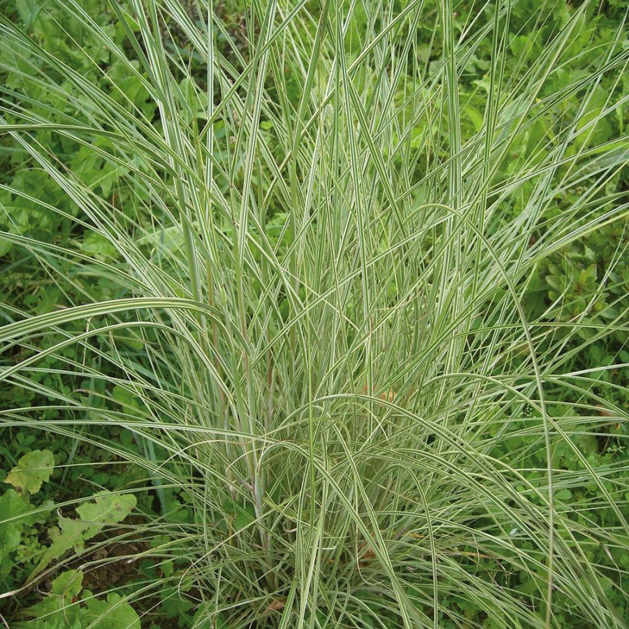Plantes Vivaces MISCANTHUS sinensis 'Morning Bright' ® - Eulalie en vente - Roseau de Chine en vente - Pépinière Lepage .