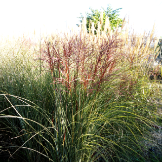 Plantes Vivaces MISCANTHUS sinensis 'Morning Light' - Eulalie en vente - Roseau de Chine en vente - Pépinière Lepage .