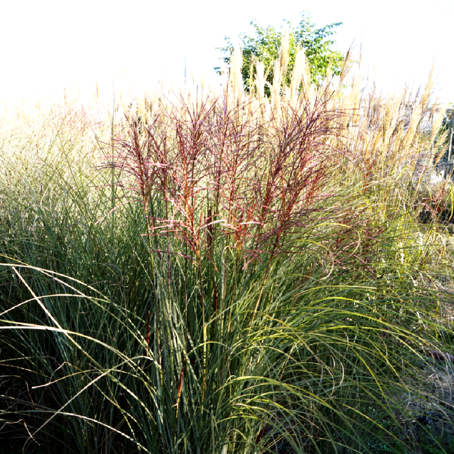 Plantes Vivaces MISCANTHUS sinensis 'Morning Light' - Eulalie en vente - Roseau de Chine en vente - Pépinière Lepage .