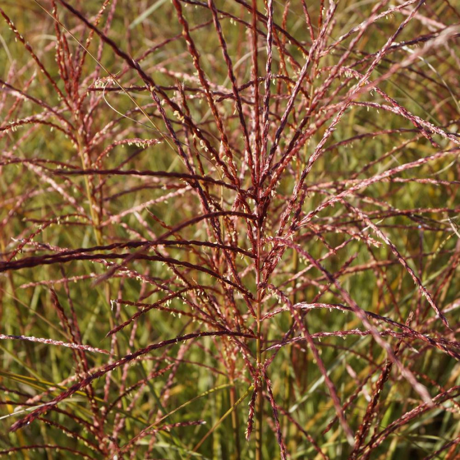 Plantes Vivaces MISCANTHUS sinensis 'Morning Light' - Eulalie en vente - Roseau de Chine en vente - Pépinière Lepage .